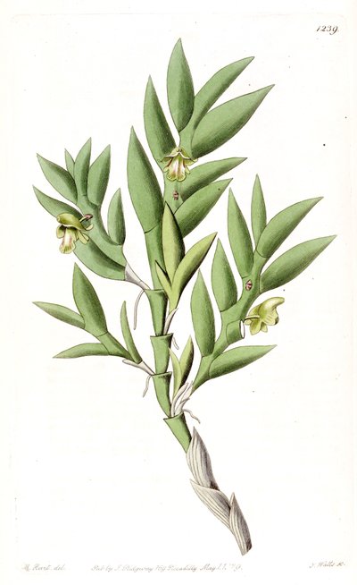 Aporum anceps veya Dendrobium anceps by Jams  Watts